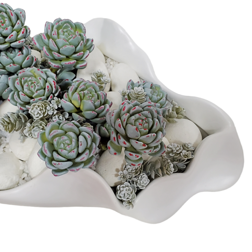 Succulents with Rocks in Container.