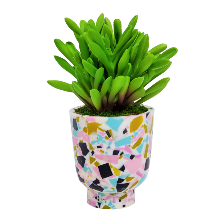 Finger Succulent in Container. FH: 8"H