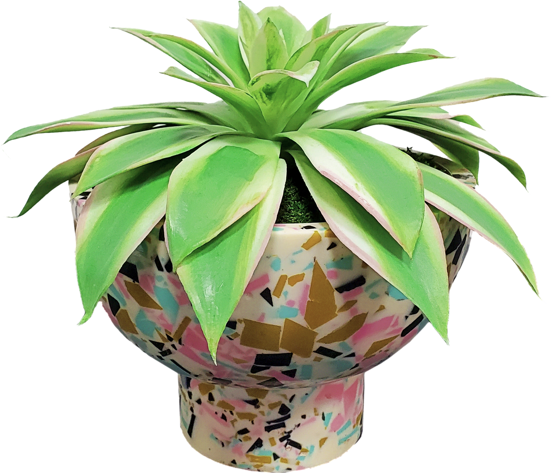 Variegated Succulent in Bowl