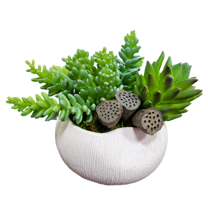 Succulents with Dried Lotus Pods in Ceramic 6"H