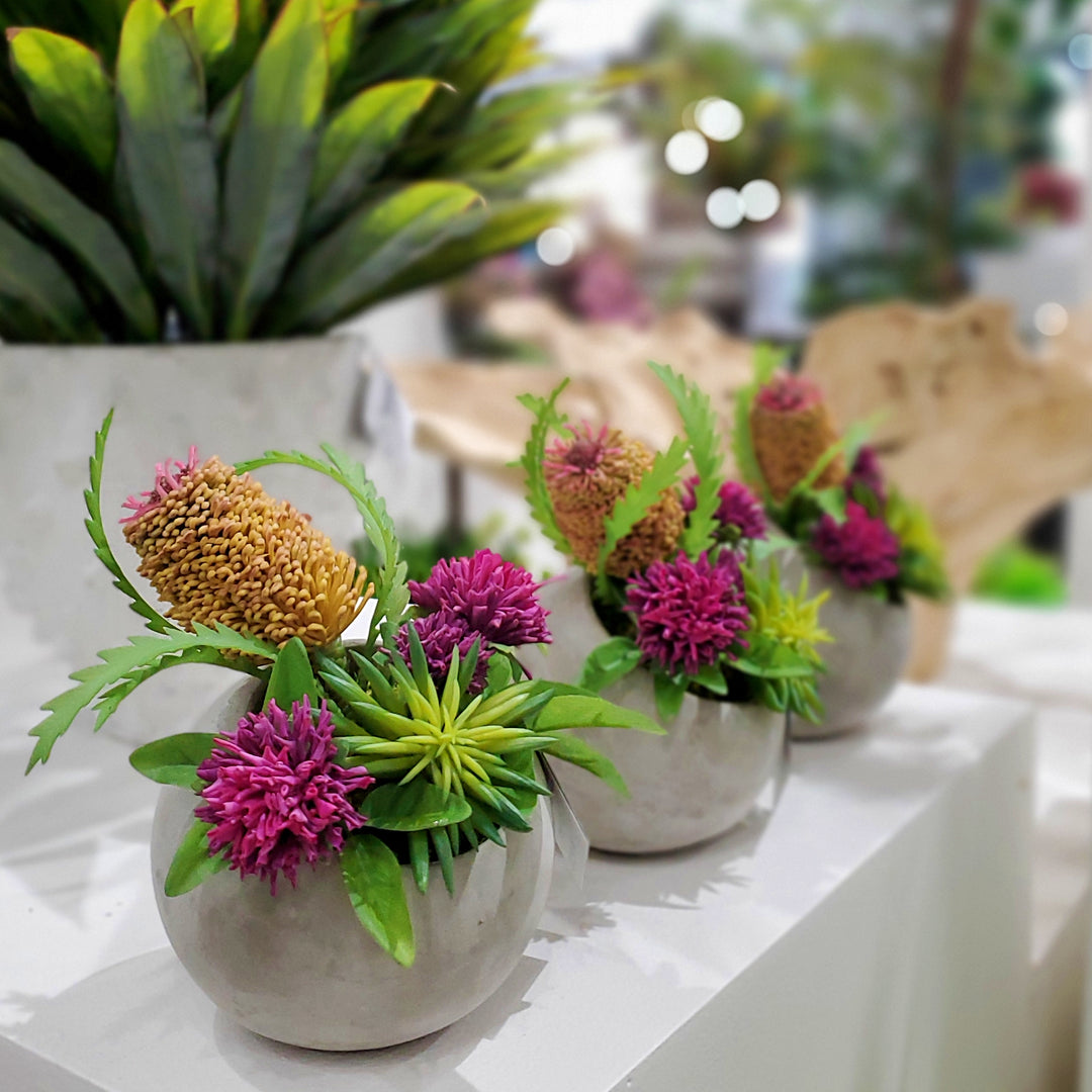 Banksia with Clover and Succulent in Container 8"H