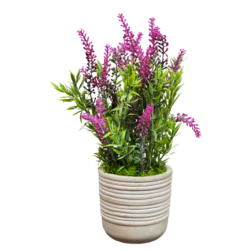 Lavender in Container