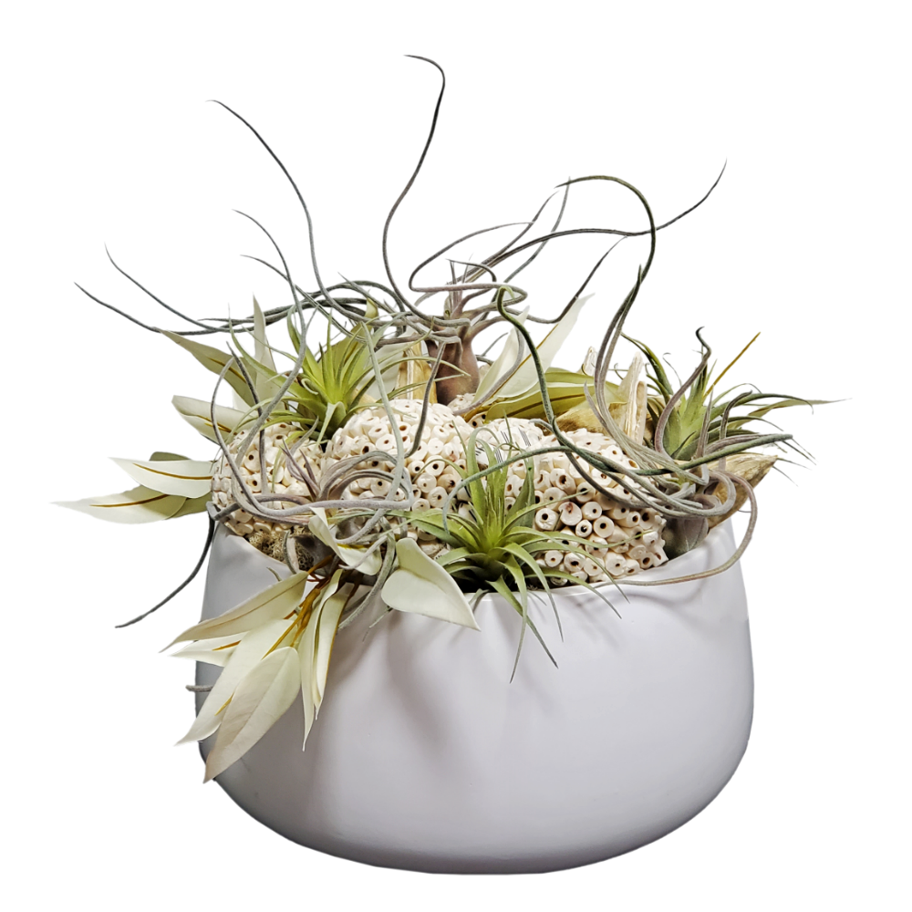 Tillandsia, Natural Cream Spheres, Sage Leaves and Sora Pods in Ceramic 16"H