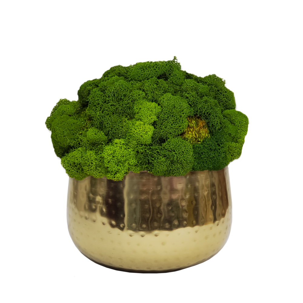 Single Mixed Moss Mound in Ceramic Bowl 8"H.   Alternate container option available.