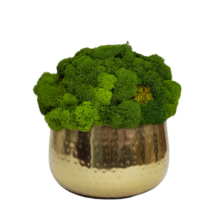 Single Mixed Moss Mound in Ceramic Bowl 8"H.   Alternate container option available.