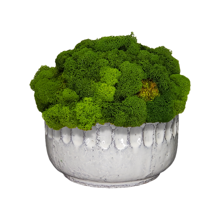 Single Mixed Moss Mound in Ceramic Bowl 8"H.   Alternate container option available.