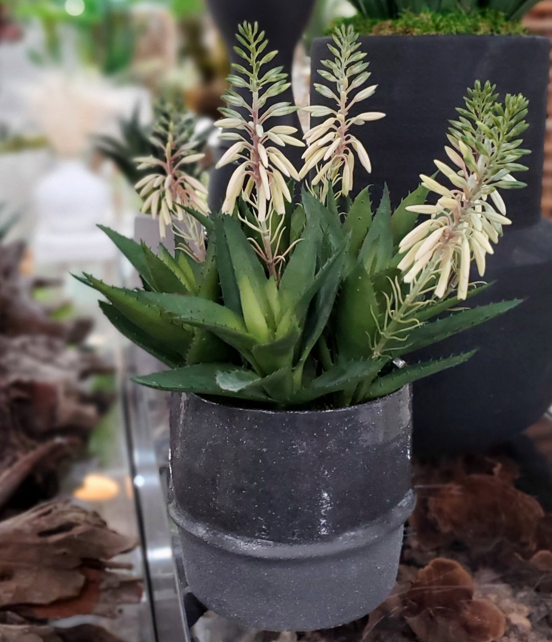 Flowering Agave in Ceramic 15"H