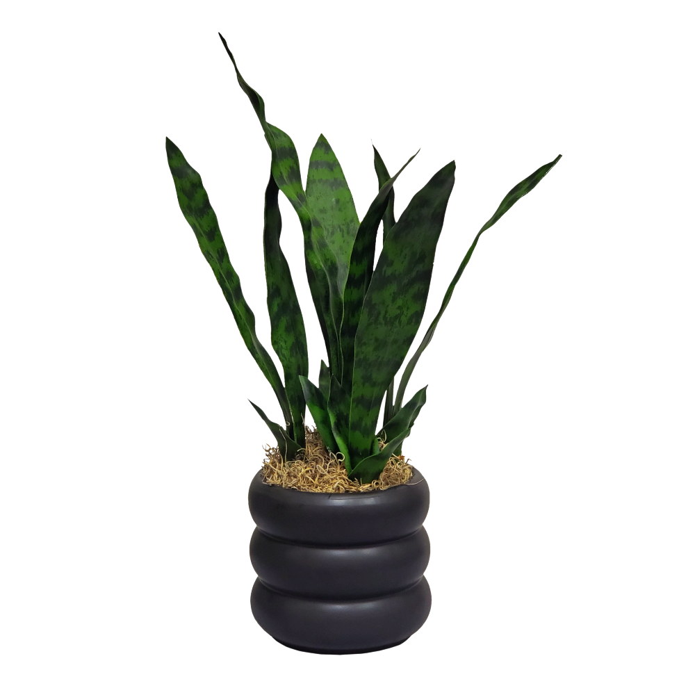 Sansevieria with Spanish Moss in Ceramic 18"H.