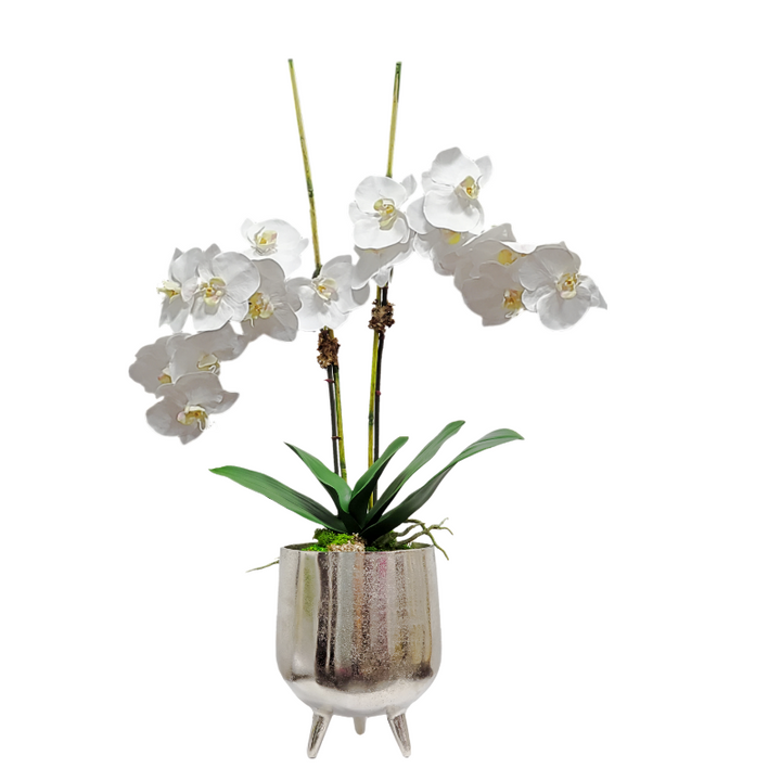 Phalaenopsis Orchids on Reeds with Leaves and Moss in Container - Other combinations available.