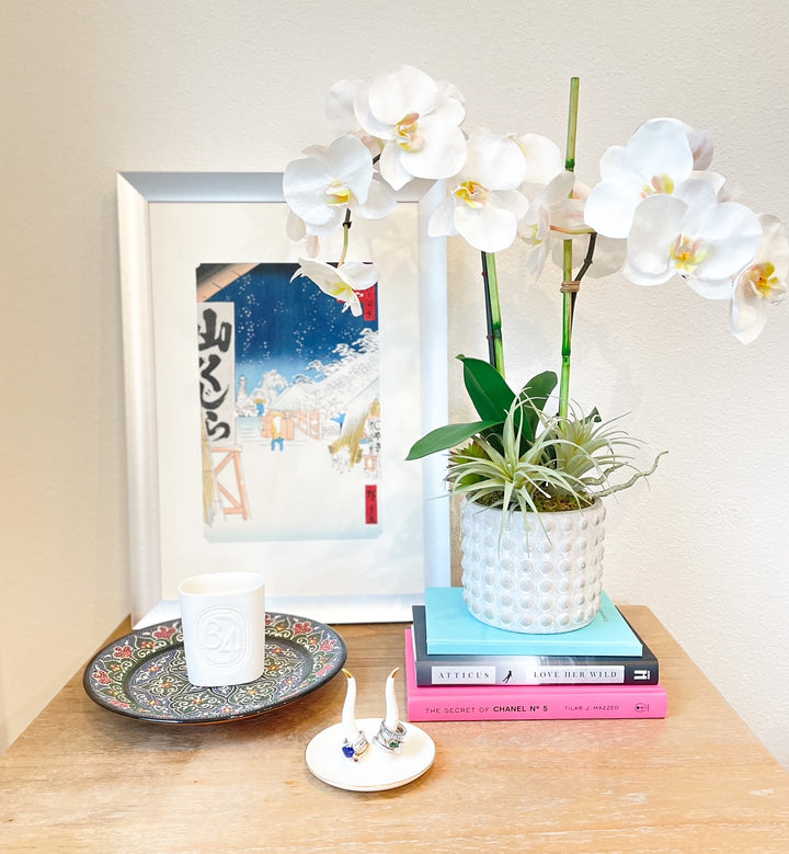 Orchid Phalaenopsis with Bamboo and Tillandsia in Pot