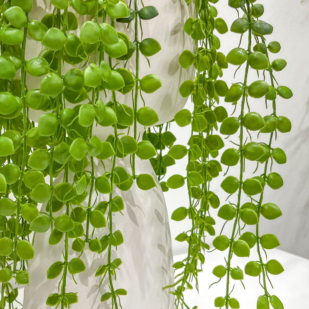 Trailing Button Fern in Ceramic