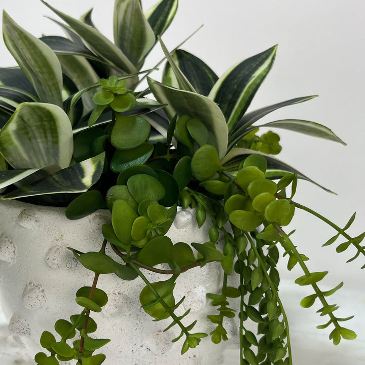 Bromeliad and Hanging Succulents in Ceramic