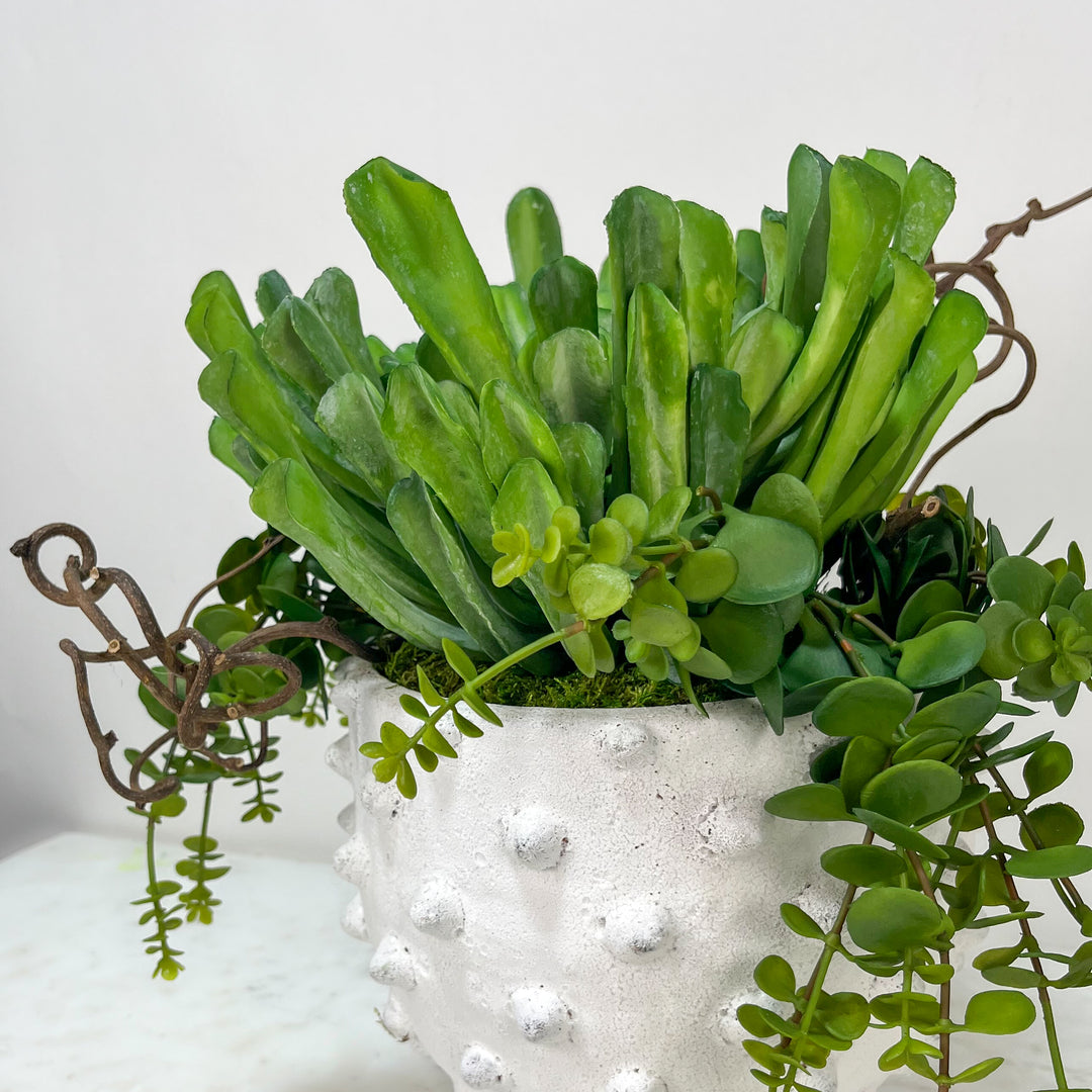 Succulents with Kiwi Vines in Ceramic