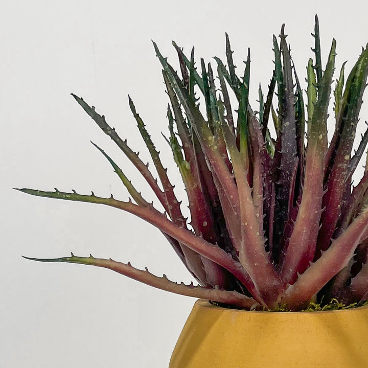 Aloe in Vase