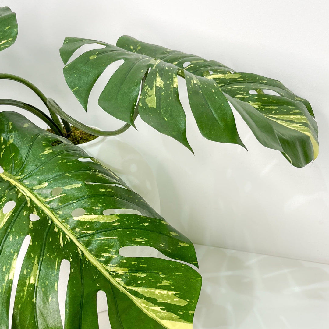 Monstera leaves in Vase FH: 19"H