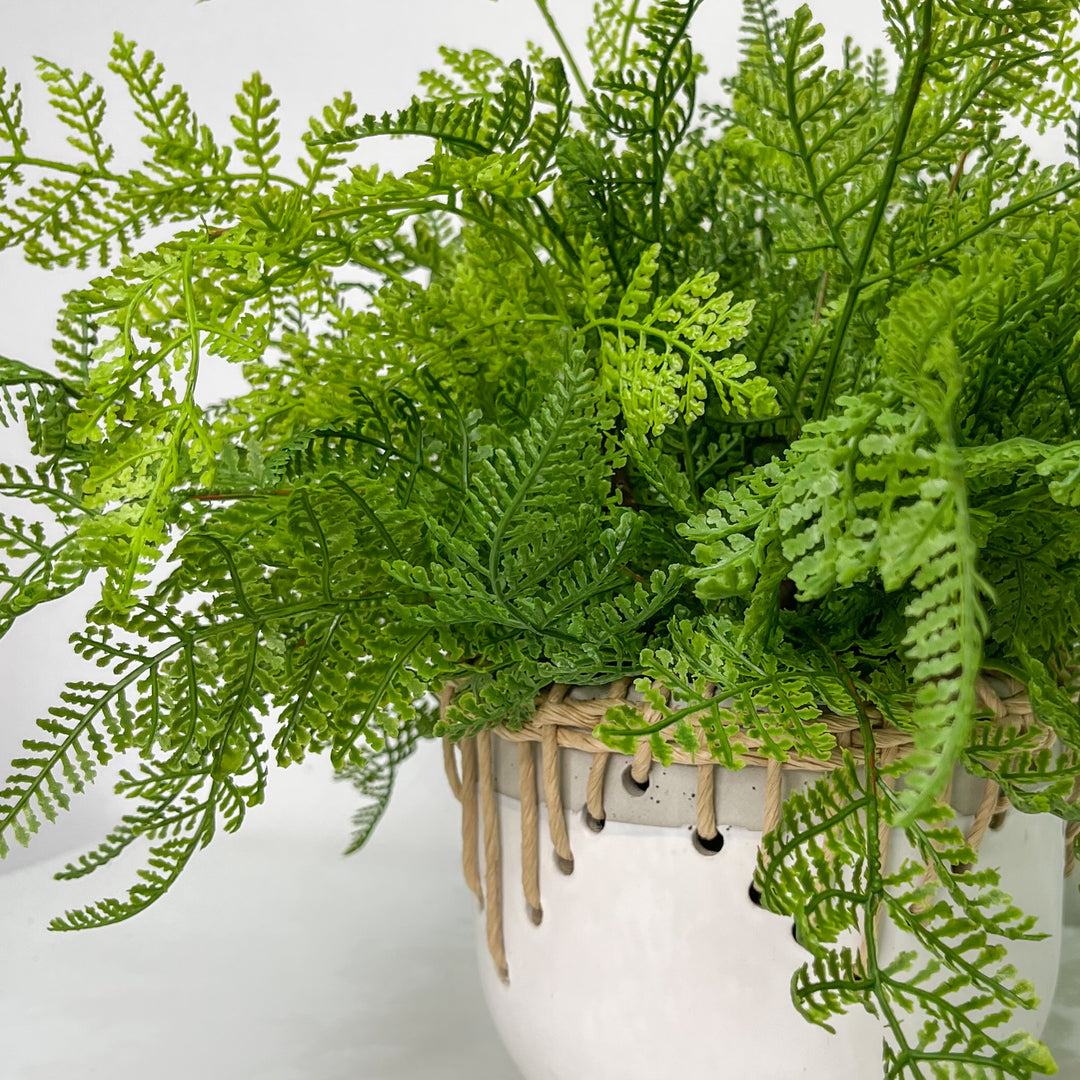 Leather Fern in Ceramic