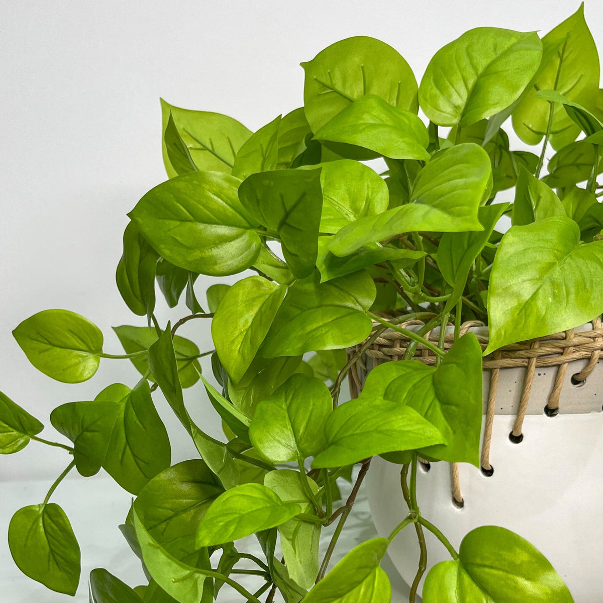 Trailing Pothos in Ceramic Pot with Rattan Rim