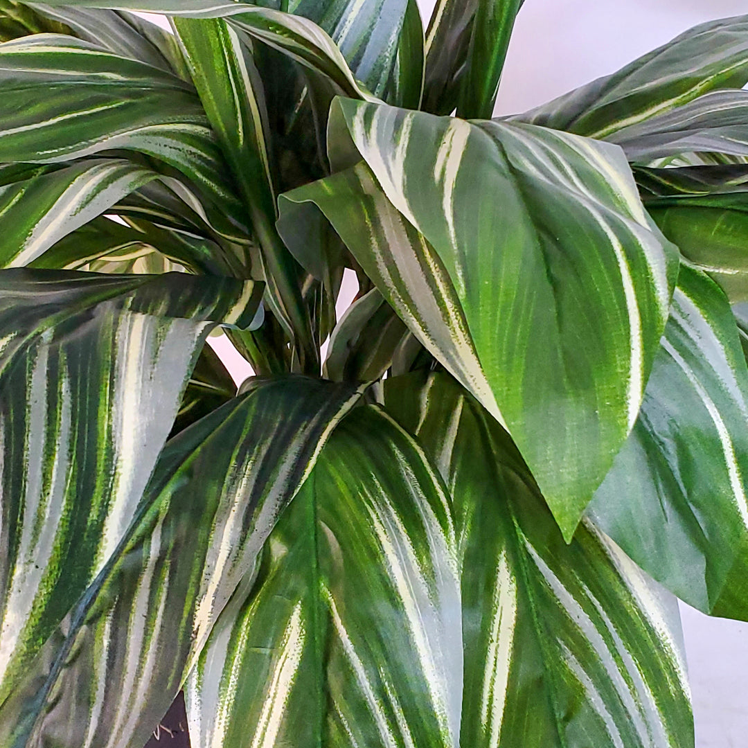 Silver Queen Plant in Pot