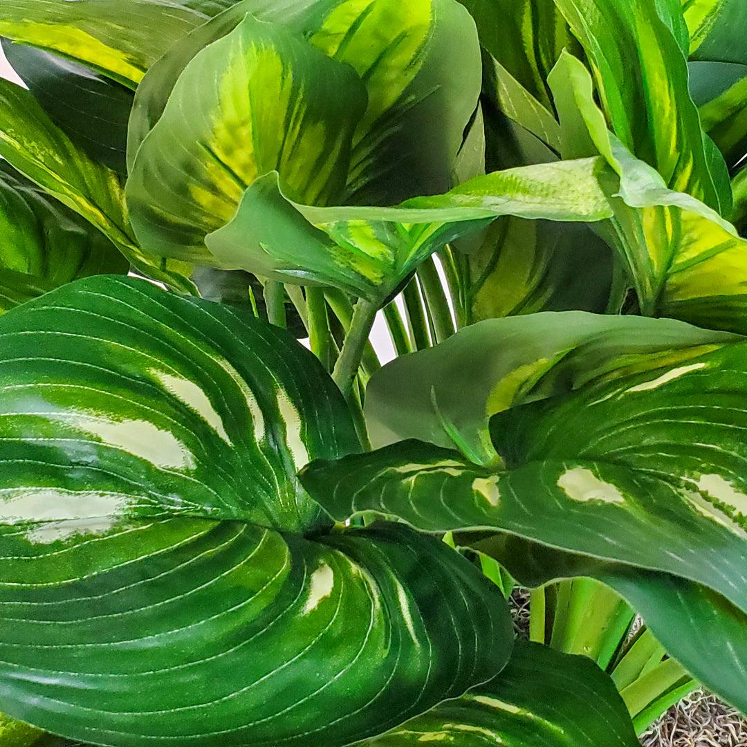 Hosta Plant in Pot