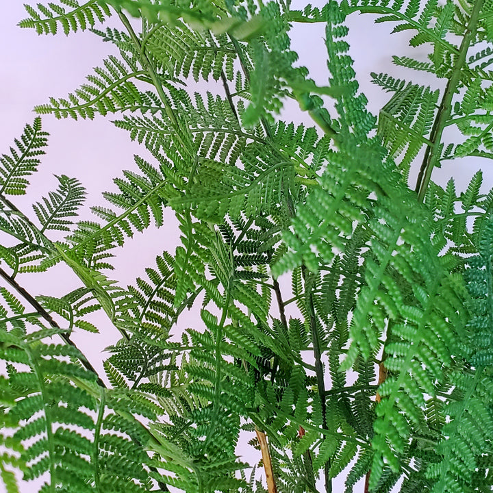 Forest Fern in Pot