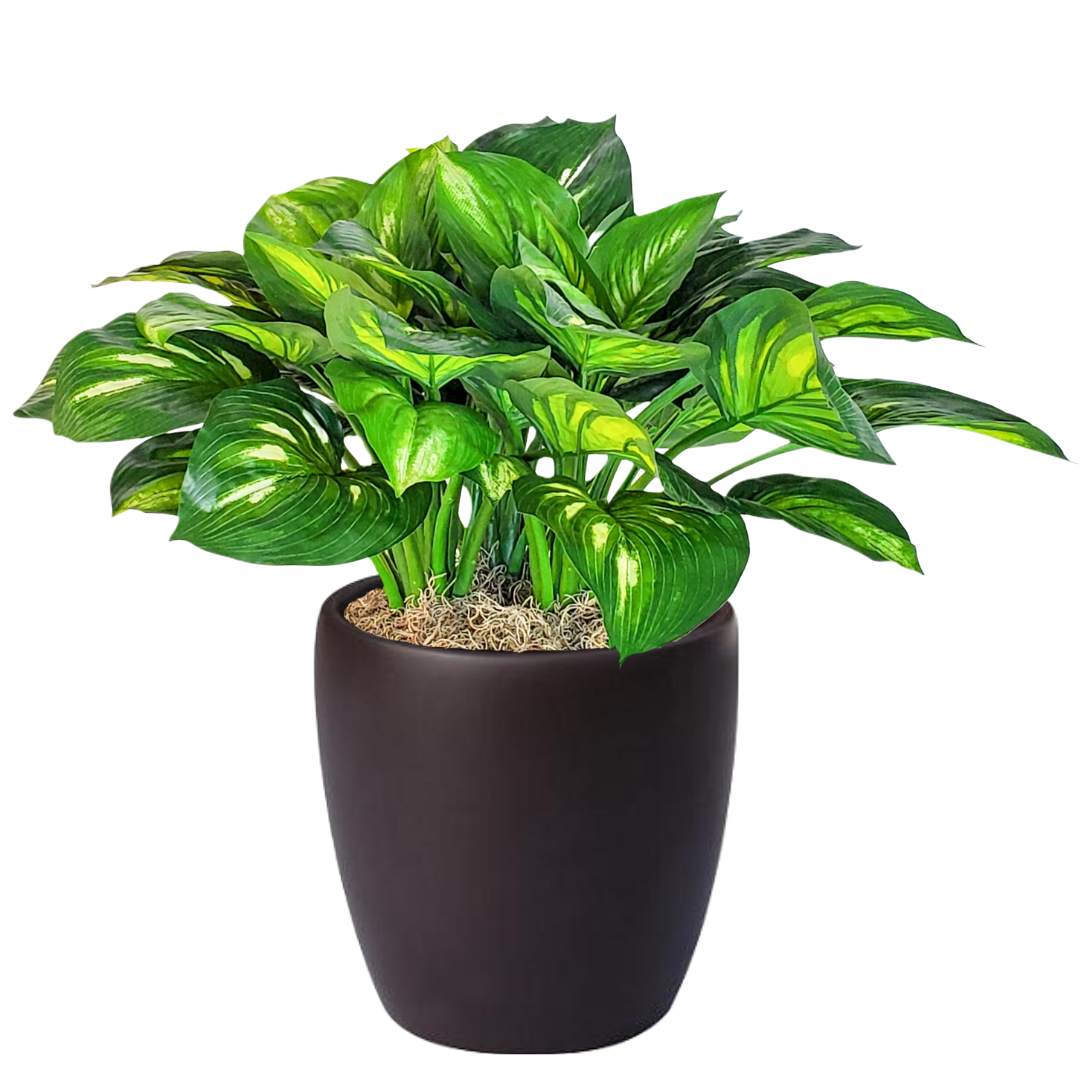 Hosta Plant in Pot