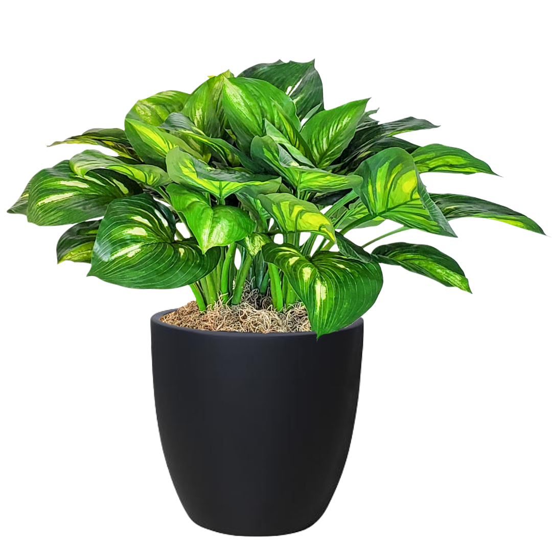 Hosta Plant in Pot