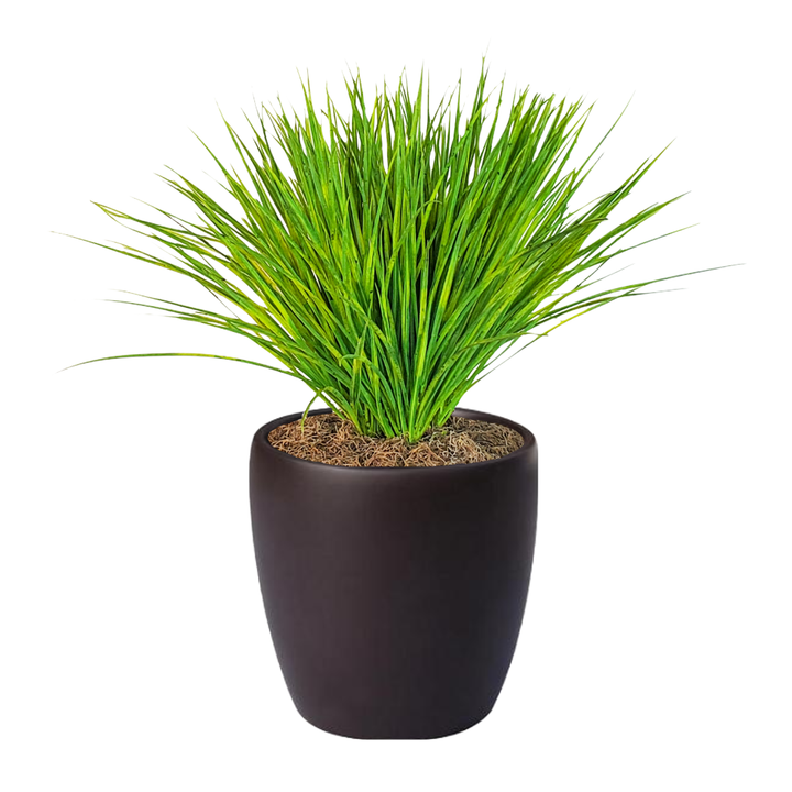 Zebra Grass in Pot