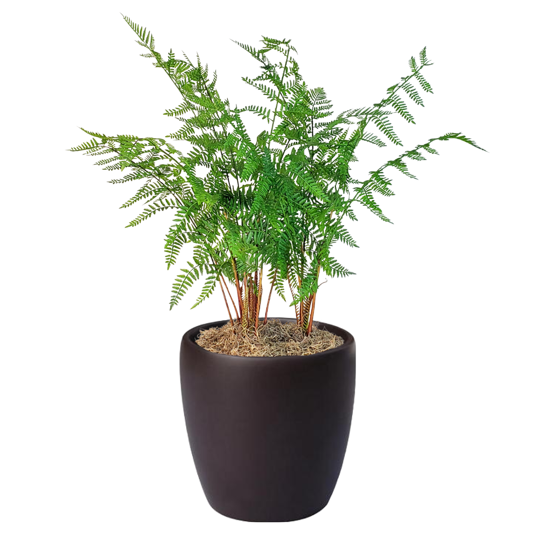 Forest Fern in Pot