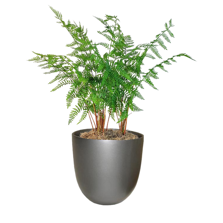 Forest Fern in Pot