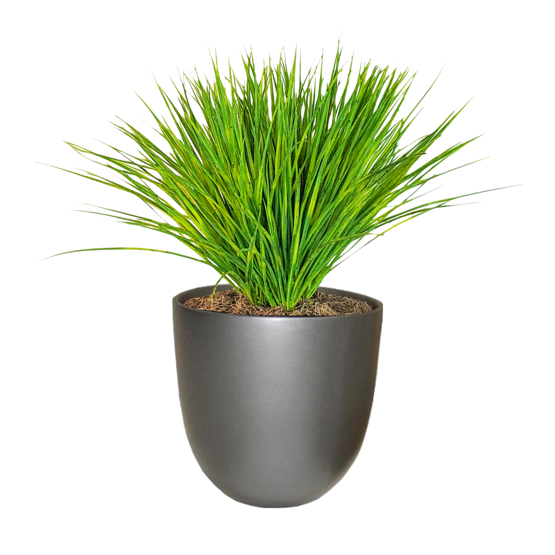 Zebra Grass in Pot