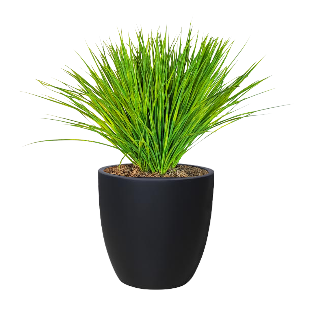 Zebra Grass in Pot