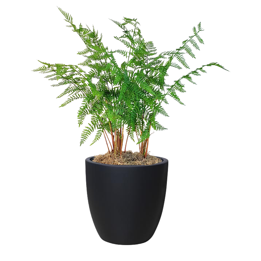 Forest Fern in Pot