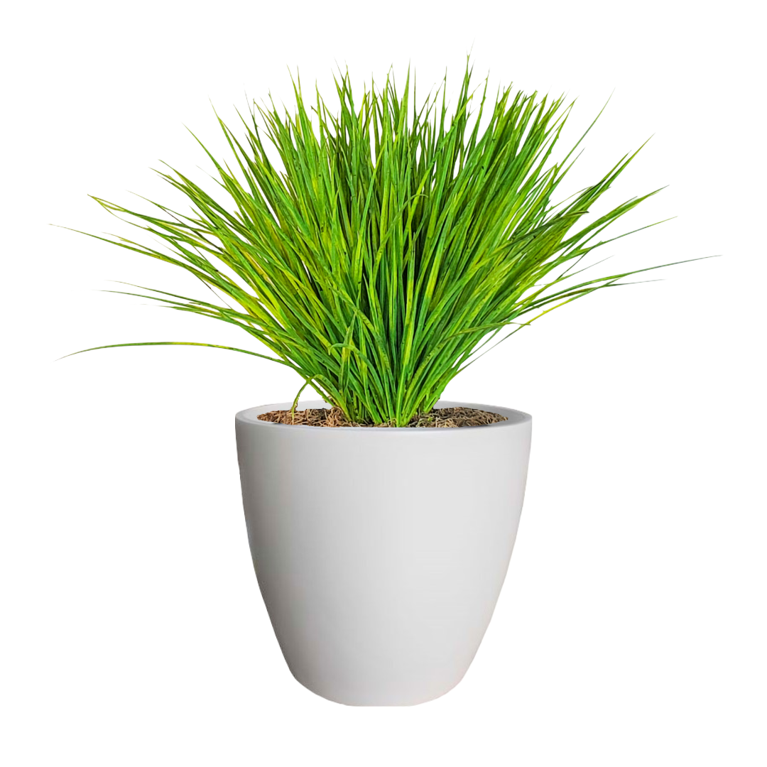 Zebra Grass in Pot