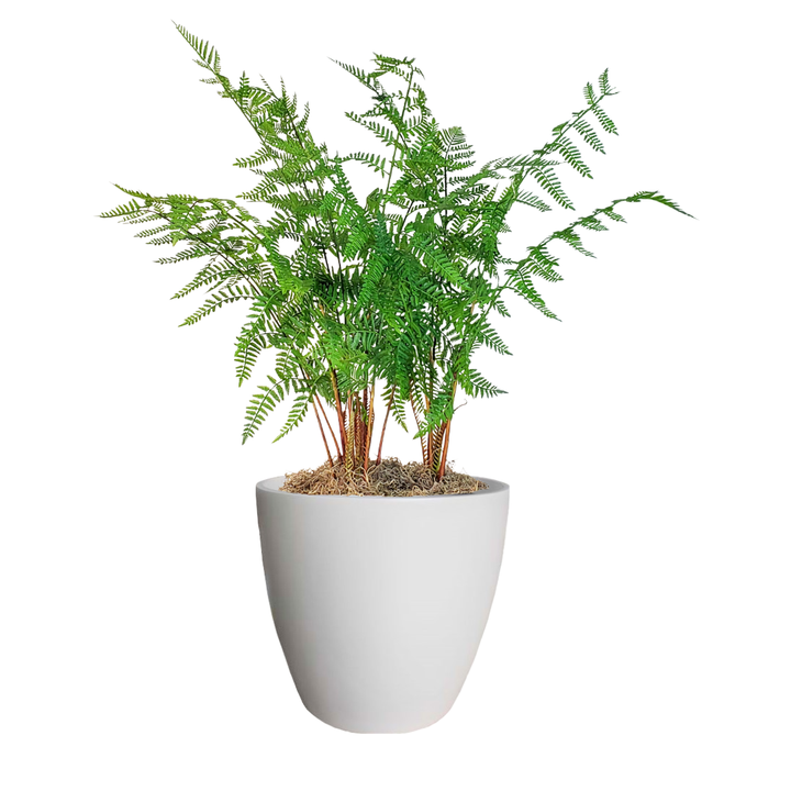 Forest Fern in Pot