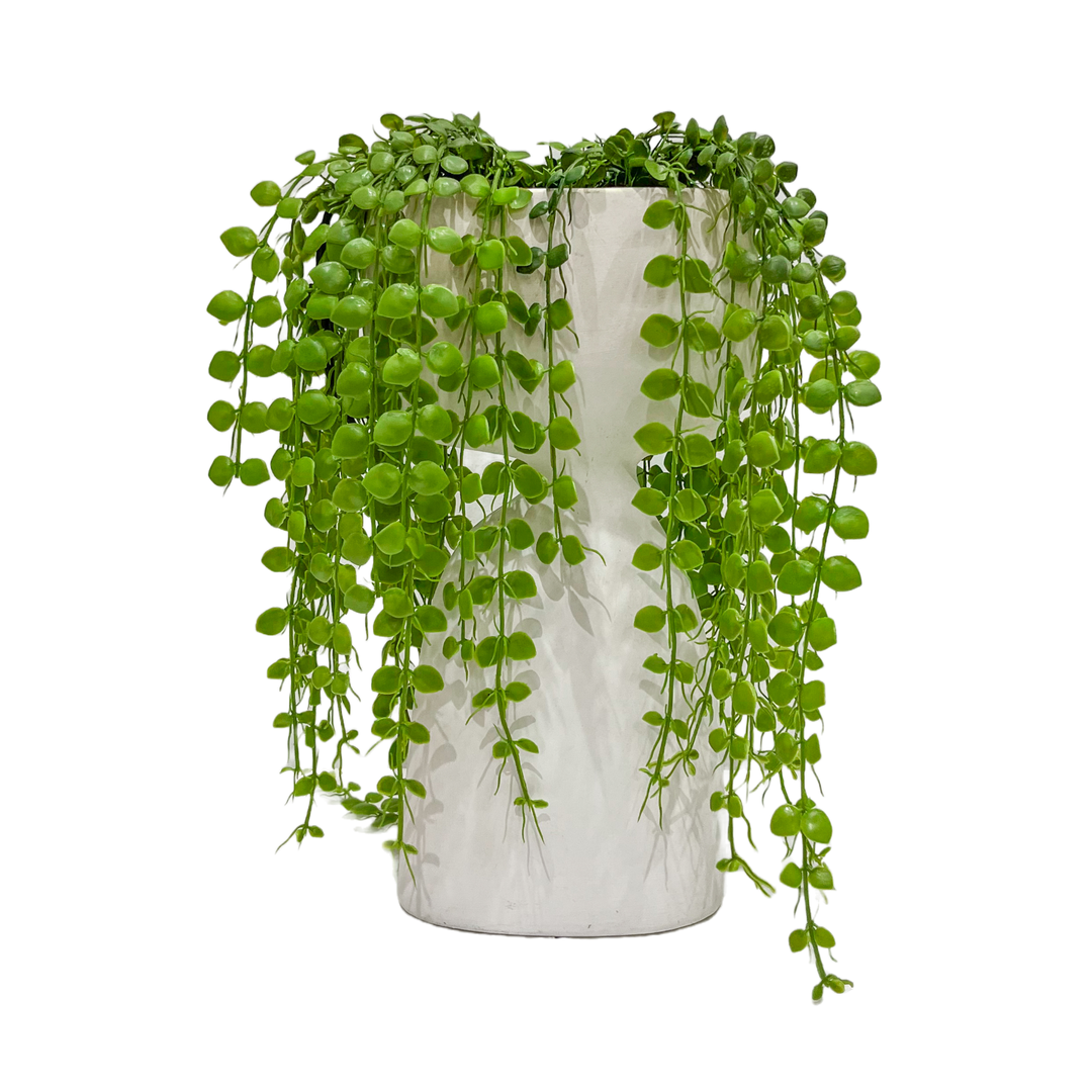 Trailing Button Fern in Ceramic