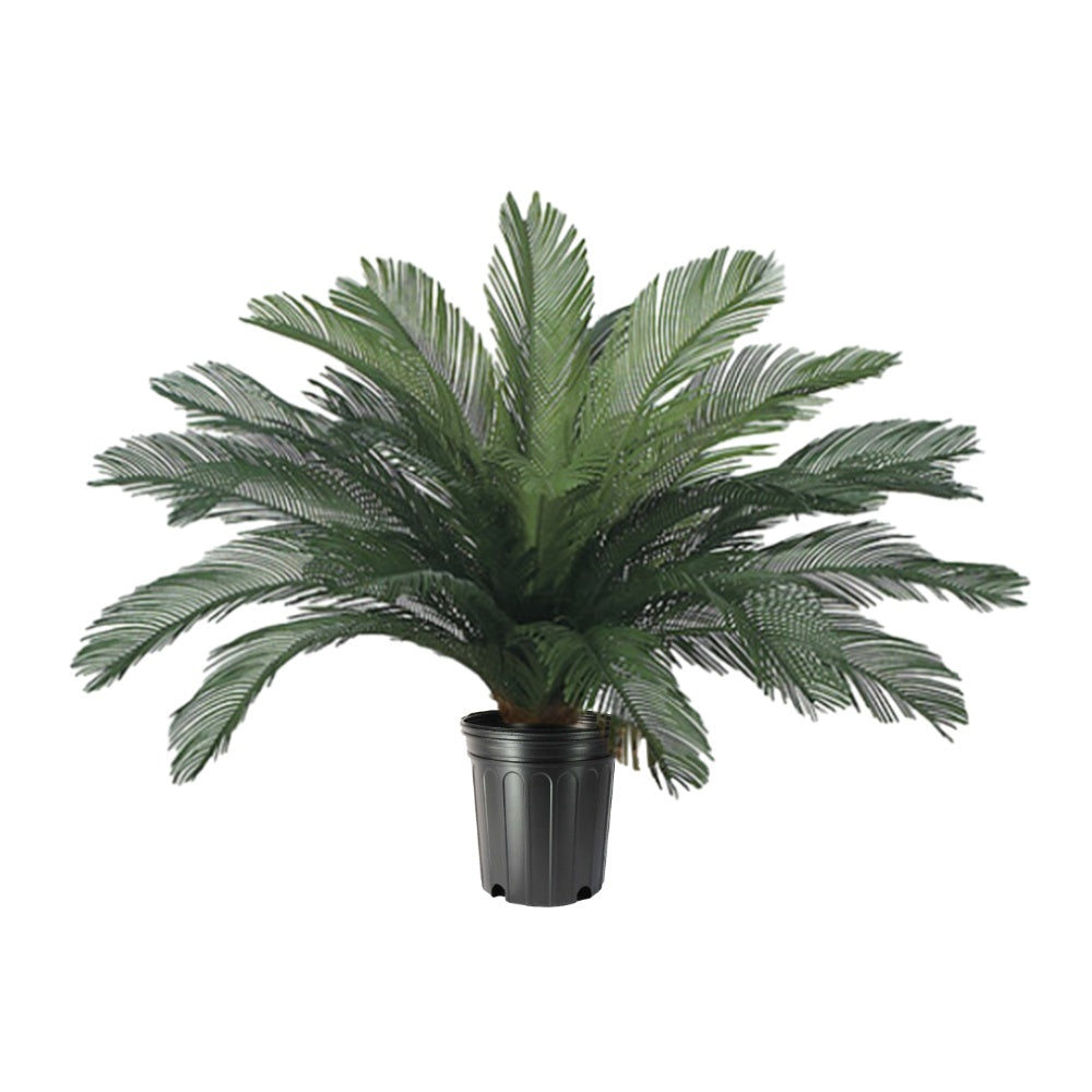 Outdoor Cycas Palm in Growers Pot  - Various Sizes Available