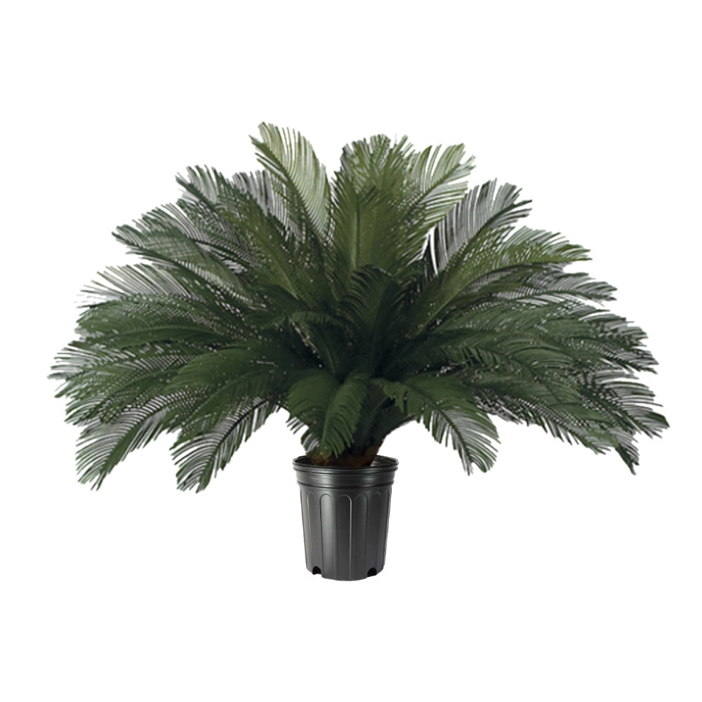 Outdoor Cycas Palm in Growers Pot  - Various Sizes Available