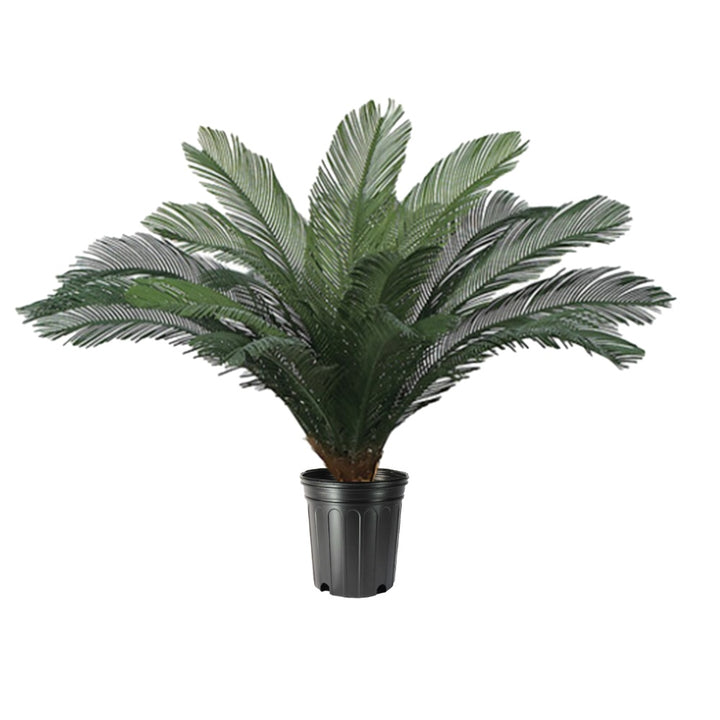 Outdoor Cycas Palm in Growers Pot  - Various Sizes Available