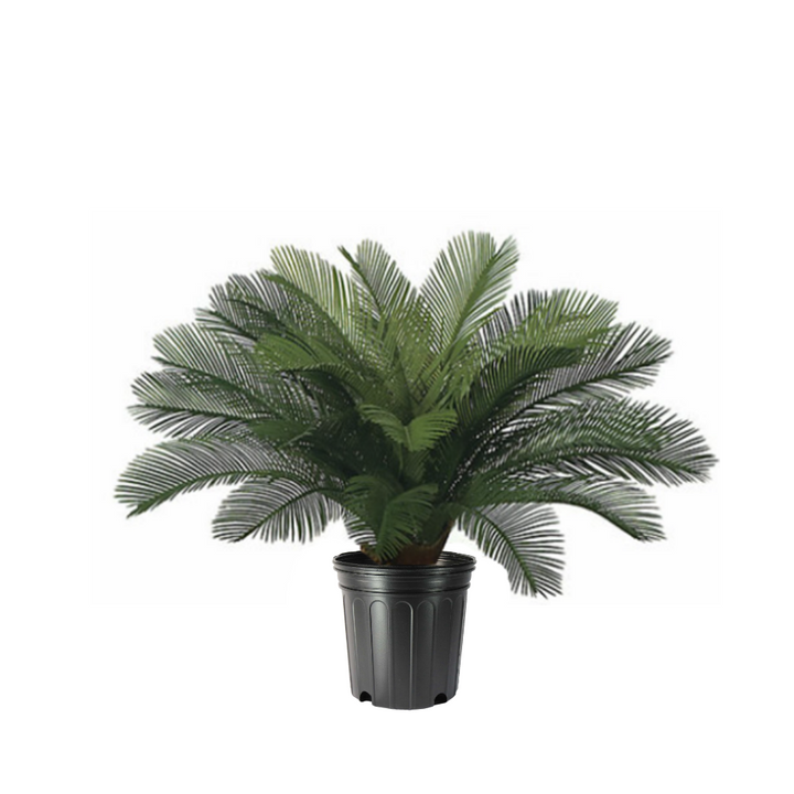 Outdoor Cycas Palm in Growers Pot  - Various Sizes Available