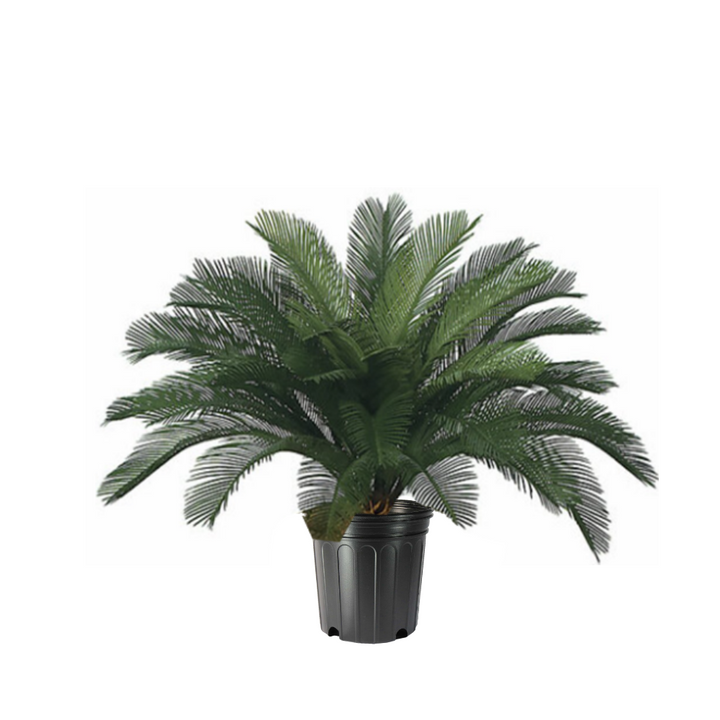 Outdoor Cycas Palm in Growers Pot  - Various Sizes Available