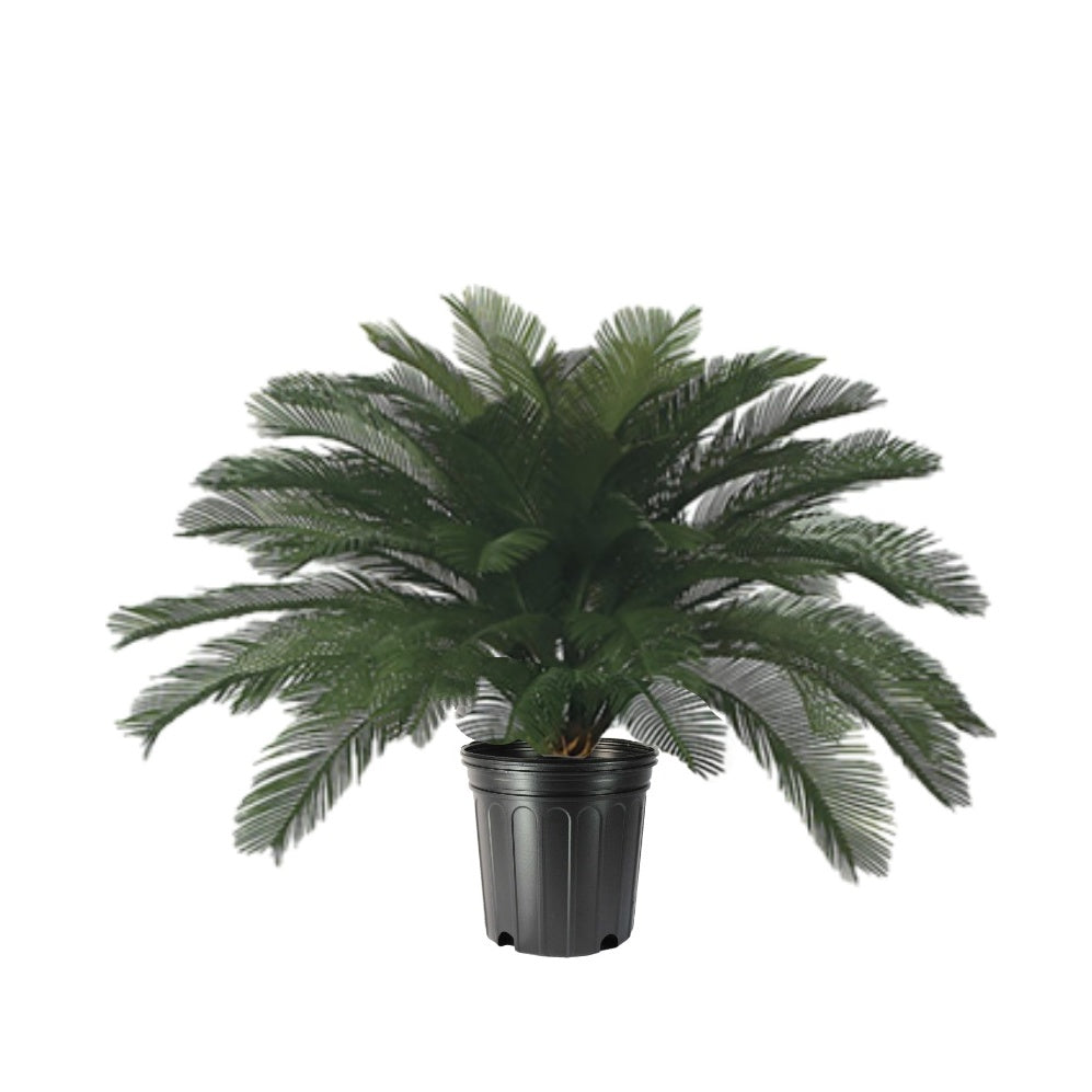 Outdoor Cycas Palm in Growers Pot  - Various Sizes Available