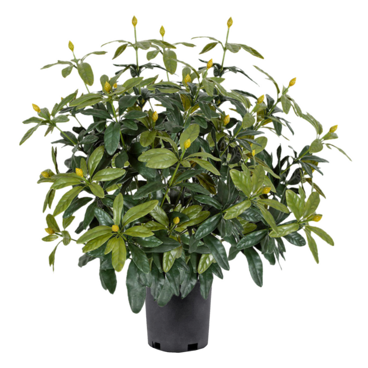 UV Outdoor Rhododendron Bush - Various Fullness Available