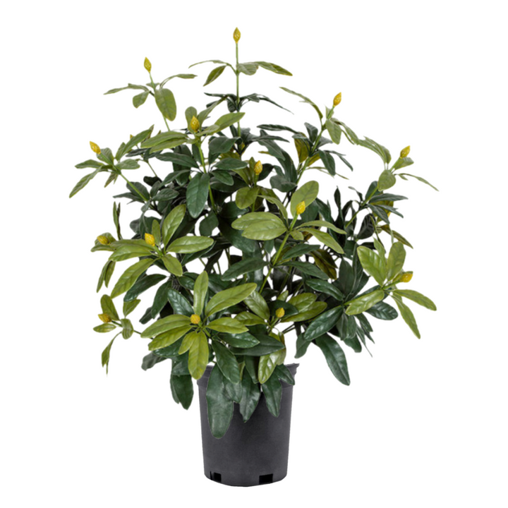 UV Outdoor Rhododendron Bush - Various Fullness Available