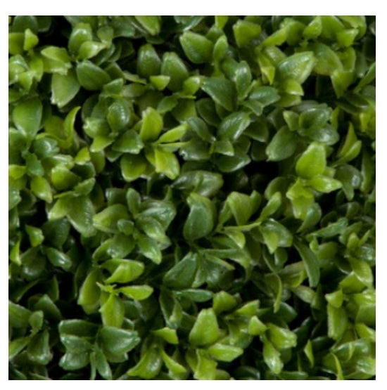 UV Protected Outdoor New Leaf Boxwood Sphere - Various Sizes Available