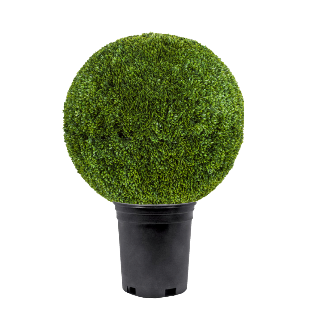 Outdoor Japanese Boxwood Ball   - Various Sizes Available