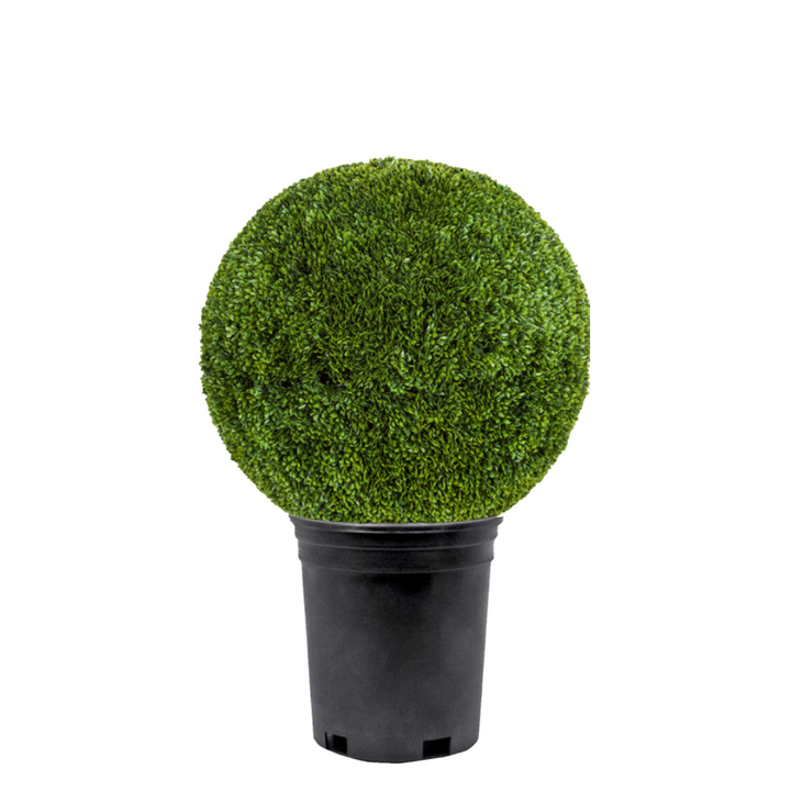 Outdoor Japanese Boxwood Ball   - Various Sizes Available