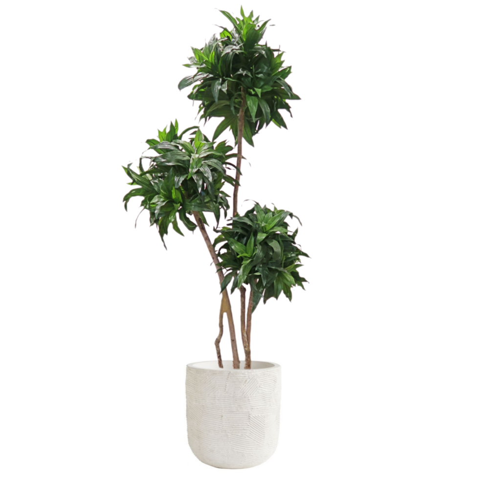 Dracaena Fragrans Plant in Outdoor Planter with Spanish Moss 64"H