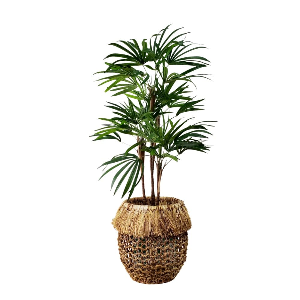 Lady Palm with Spanish Moss in Basket 57"H