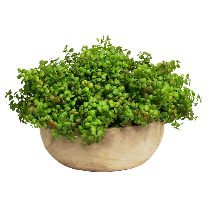 Jade Plants in Bowl 14"H