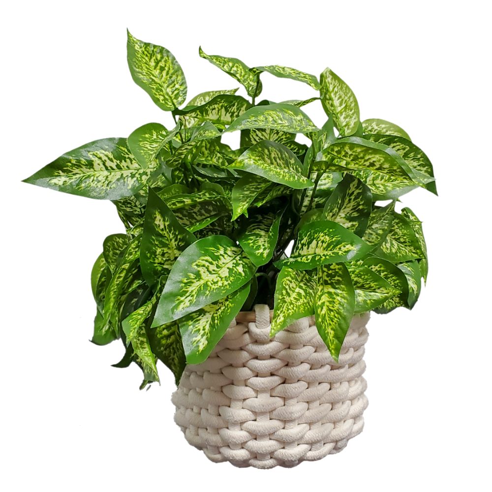 Dieffenbachia with Spanish Moss in Basket 16"H